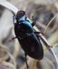 Harpalus dimidiatus